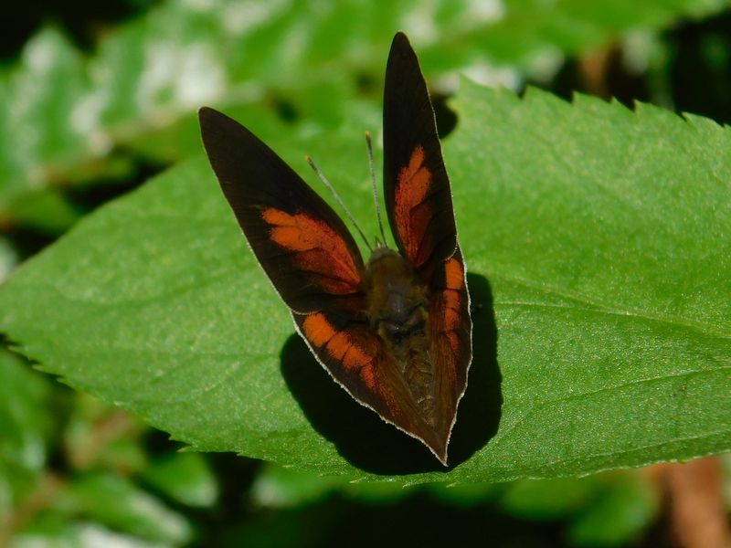 ウラギンシジミ（♂）