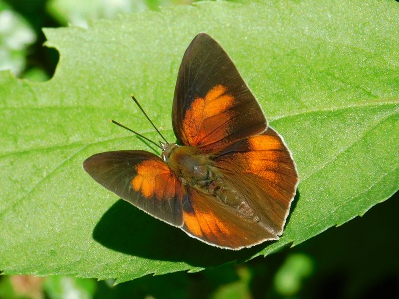 ウラギンシジミ、ようやく半開