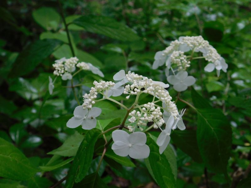 ヤマアジサイ