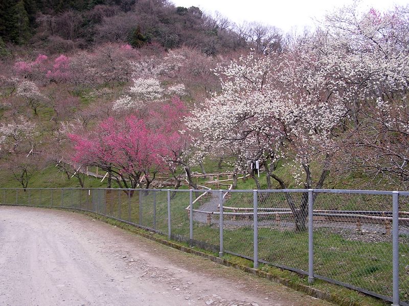 裏高尾 -- 小下沢梅林は、土日限定で開放される