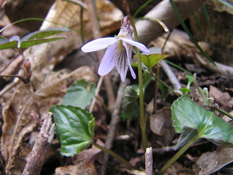 裏高尾 -- この日見た唯一のスミレ