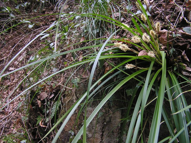 裏高尾 -- ブラシのような花