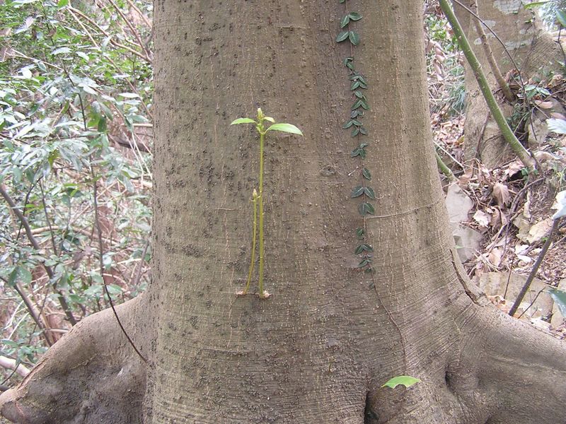裏高尾 -- どうしてこんなところから芽が伸びる？
