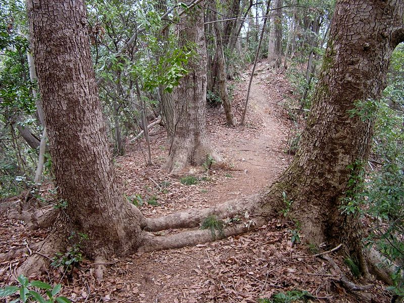 裏高尾 -- 根の繋がった２本のモミの木