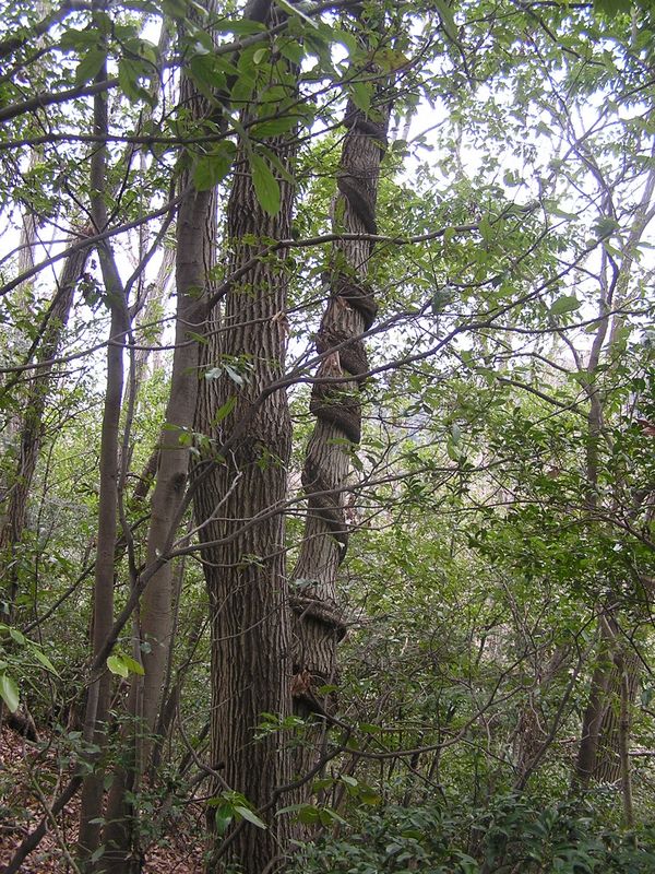 裏高尾 -- ツルに巻きつかれた幹は枯れている