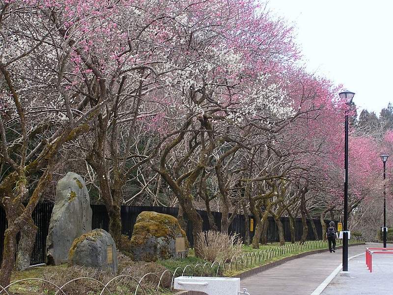 裏高尾 -- 駒木野公園