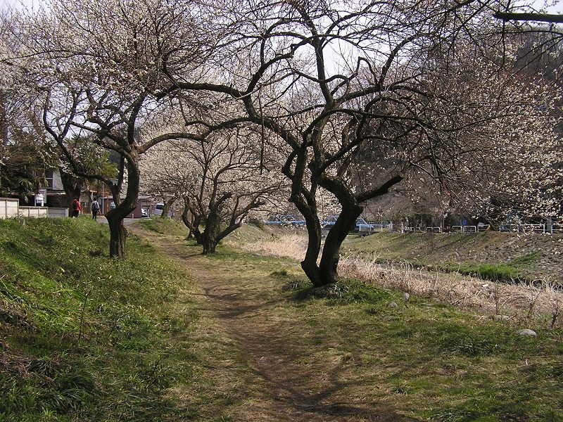 裏高尾 -- 小仏川沿いの梅並木