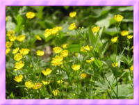 山のお花畑のミヤマキンポウゲ