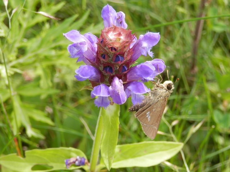 美ヶ原 -- イチモンジセセリとウツボグサ