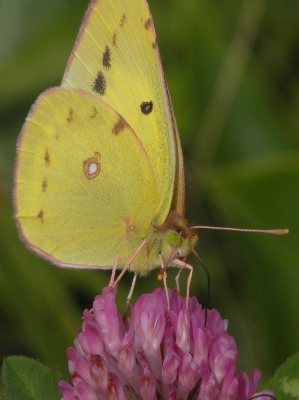 美ヶ原 -- モンキチョウとムラサキツメクサ