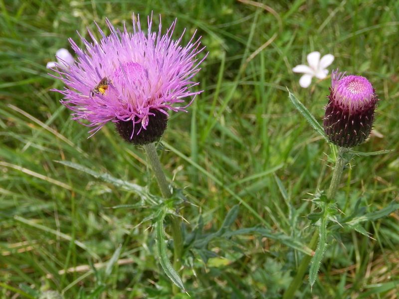 美ヶ原 -- ノアザミ