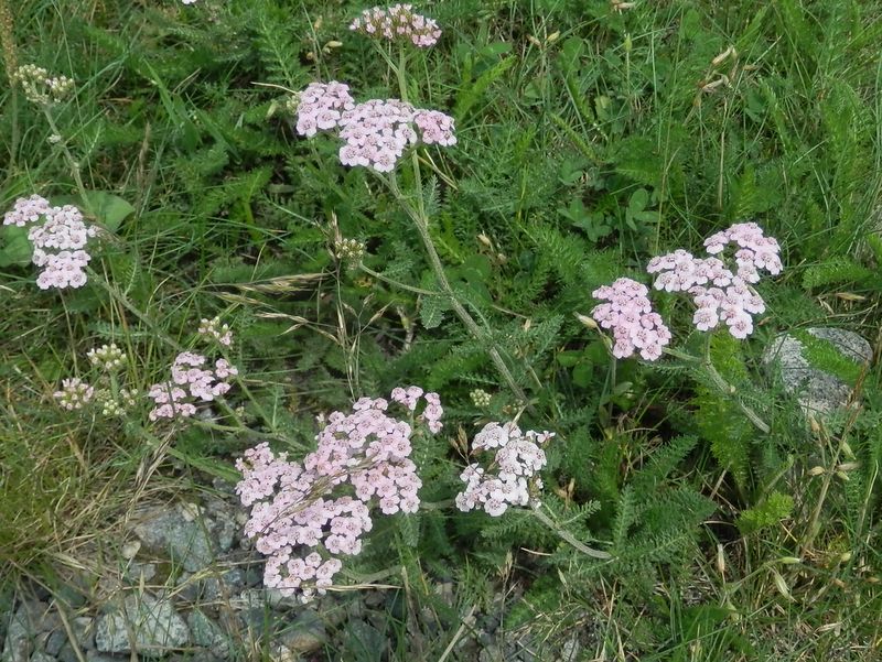 美ヶ原 -- ヤマノコギリソウ