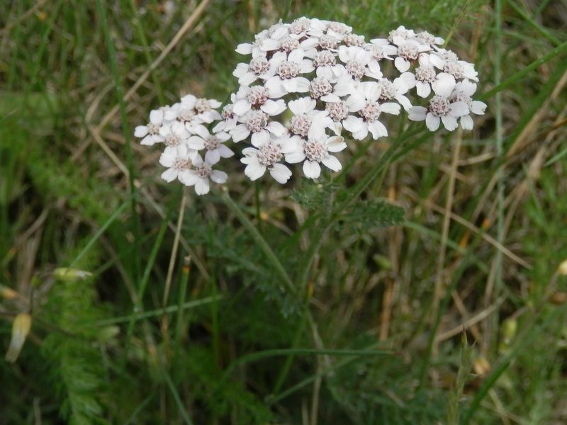 美ヶ原 -- ヤマノコギリソウ（白花）