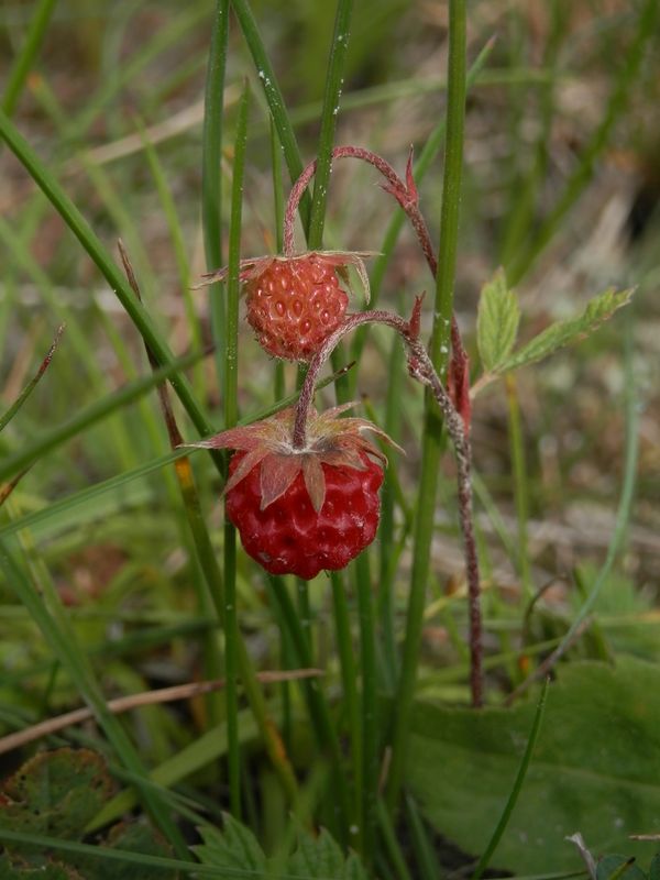 美ヶ原 -- ノイチゴの一種