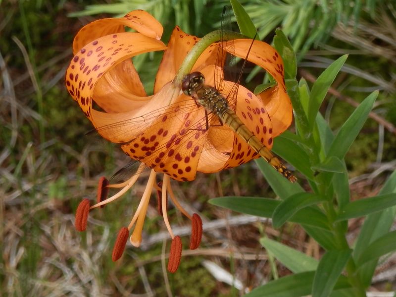 美ヶ原 -- アキアカネとコオニユリ