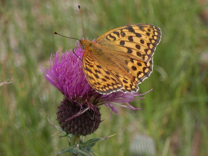 美ヶ原 -- ウラギンヒョウモン♂とノアザミ