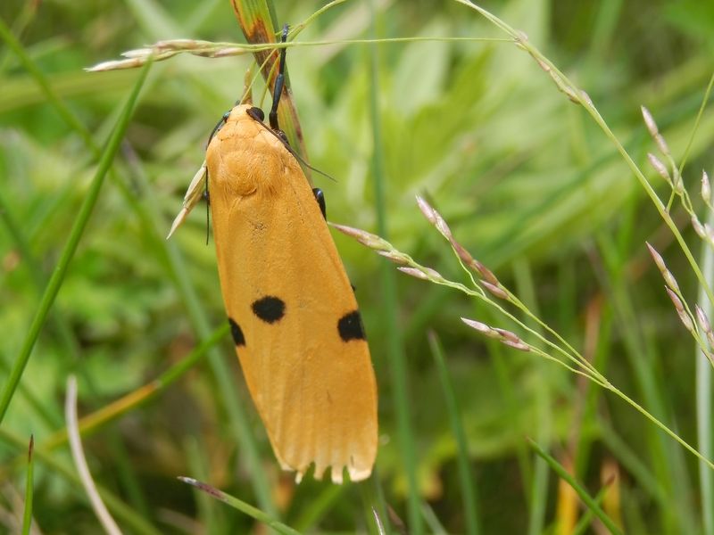 美ヶ原 -- ヨツボシホソバかな？