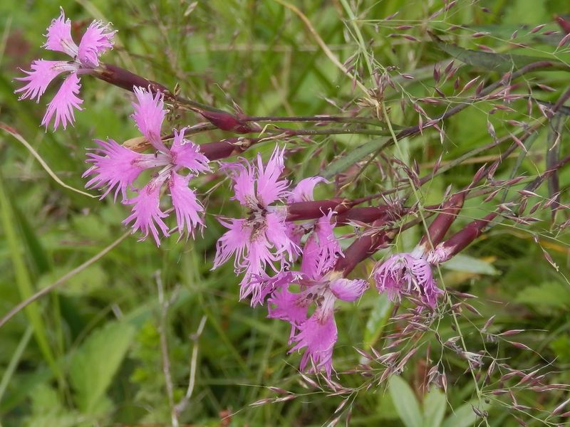 美ヶ原 -- エゾカワラナデシコ