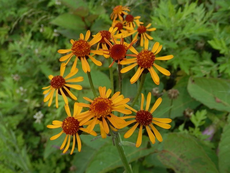 美ヶ原 -- コウリンカ