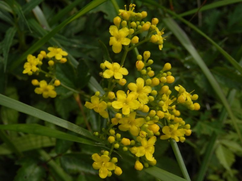 美ヶ原 -- コキンレイカ