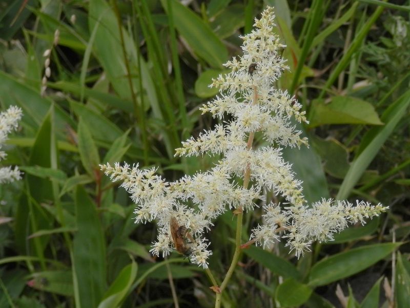 美ヶ原 -- ハナチダケサシ