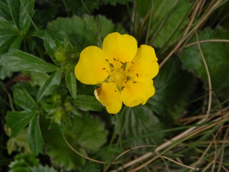 美ヶ原 -- イワキンバイかな