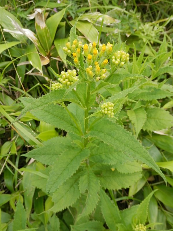 美ヶ原 -- 何という植物でしょうか？