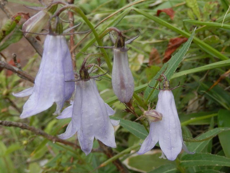 美ヶ原 -- ヒメシャジン