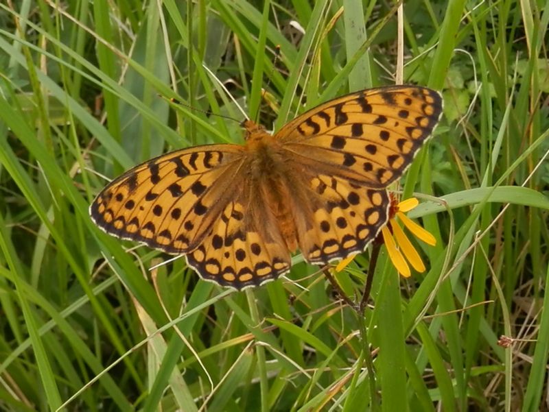 美ヶ原 -- ギンボシヒョウモン