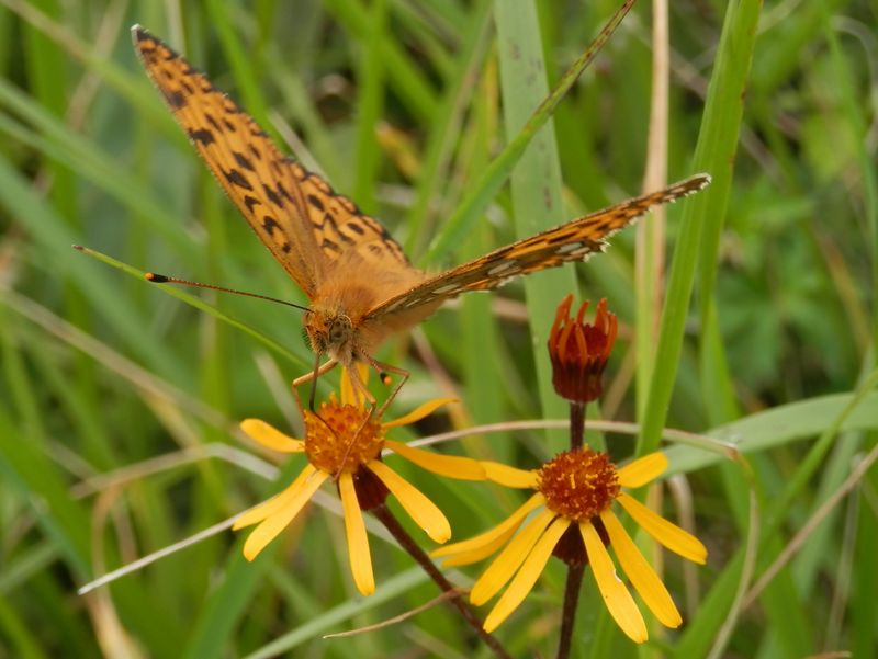 美ヶ原 -- ギンボシヒョウモンとコウリンカ
