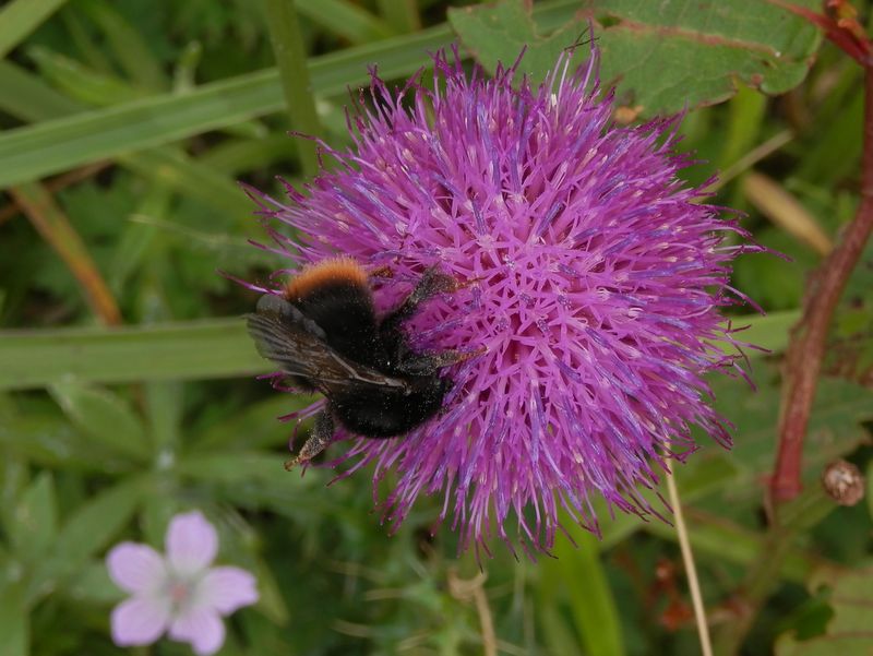 美ヶ原 -- ハナバチの一種とノアザミ