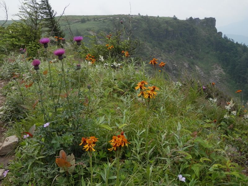 美ヶ原 -- あの断崖（烏帽子岩）を目指し…