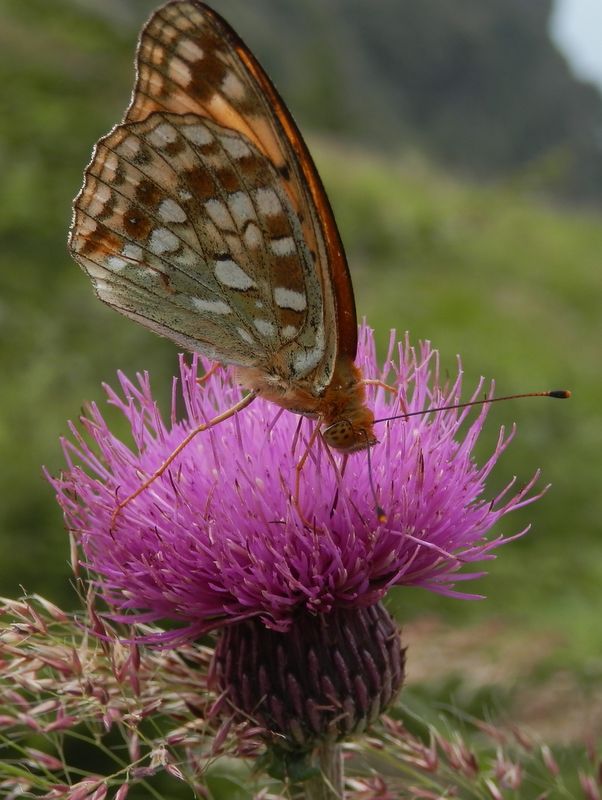 美ヶ原 -- ウラギンヒョウモンとノアザミ