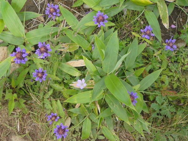 美ヶ原 -- ウツボグサ