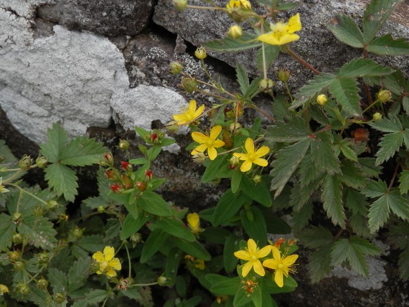 美ヶ原 -- オトギリソウ