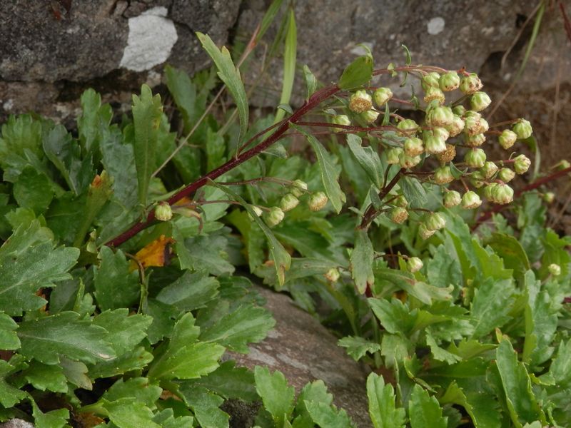 美ヶ原 -- ミヤマオトコヨモギ