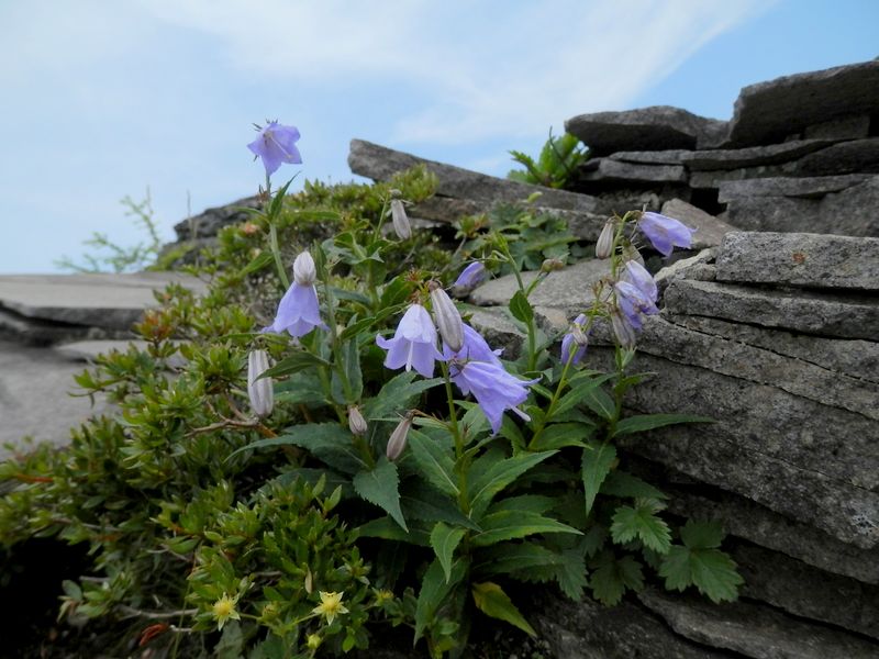 美ヶ原 -- ヒメシャジン