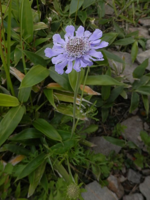 美ヶ原 -- マツムシソウ