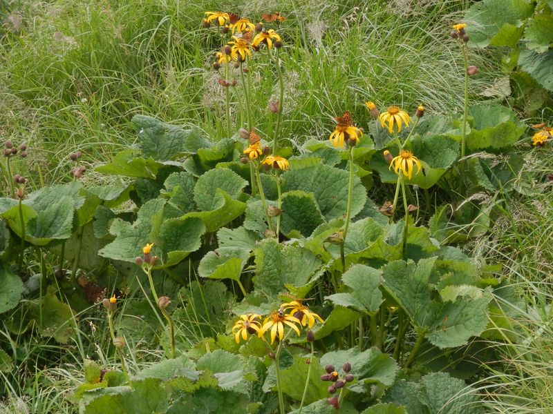 美ヶ原 -- マルバダケブキ