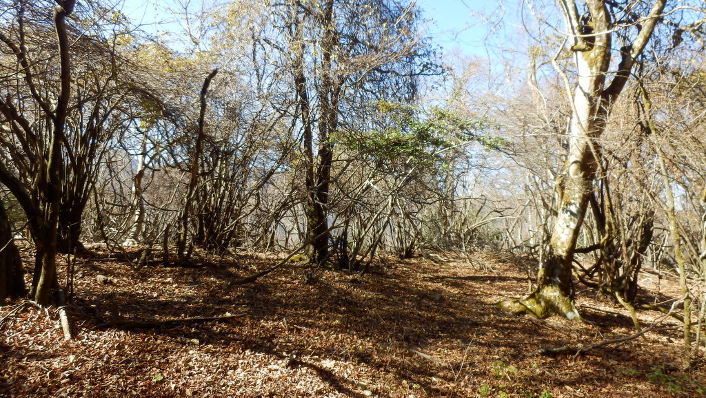 六百沢左岸尾根888m地点