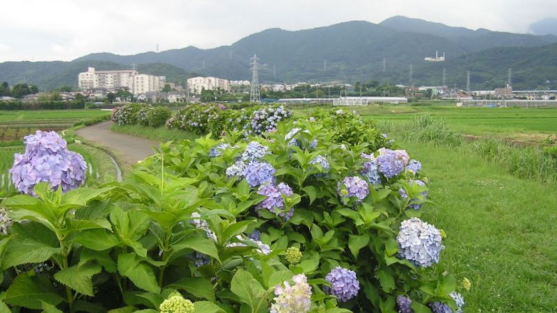 善波川のあじさい散歩道から、高取山を望む