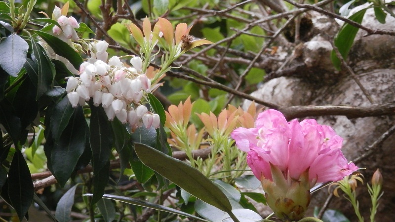 天城山のアセビとアマギシャクナゲ
