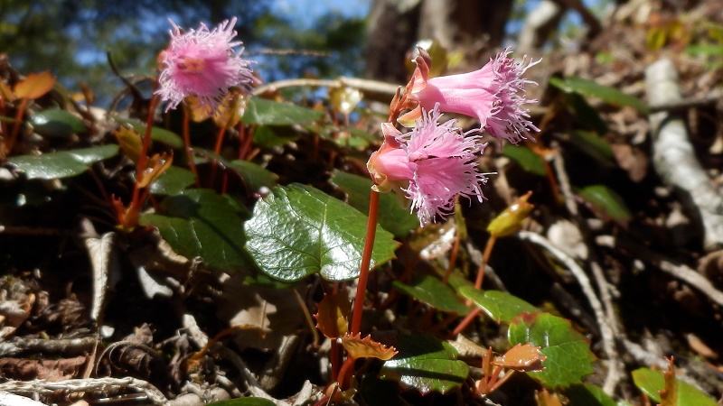 ベニバナヒメイワカガミ