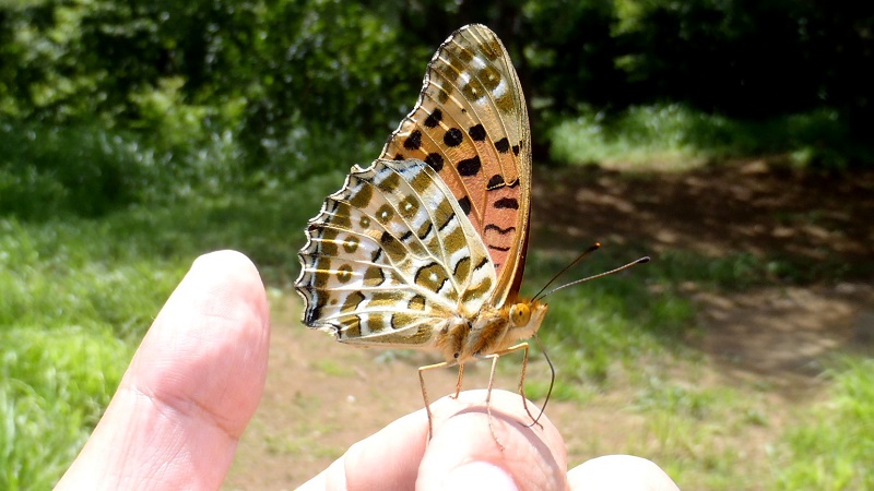 手に乗ったツマグロヒョウモン