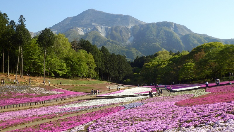 芝桜の丘より望む武甲山