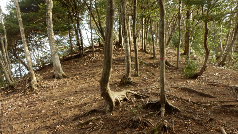 御殿森北西尾根上の小広場