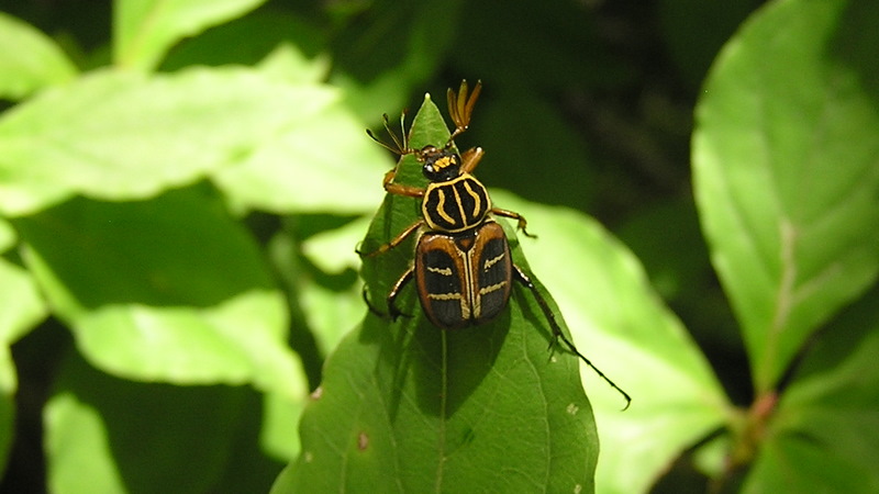本社ヶ丸でぜひ出遭いたい、オオトラフコガネ