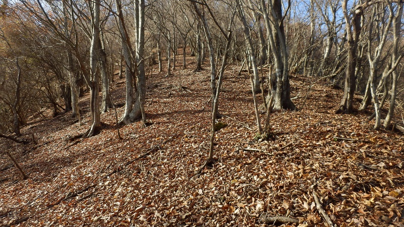 伊勢沢左岸尾根