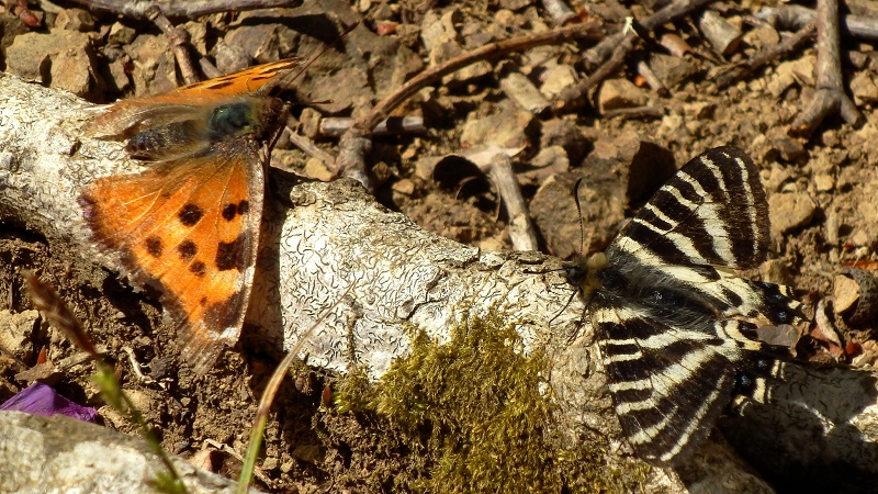 ヒオドシチョウとギフチョウ