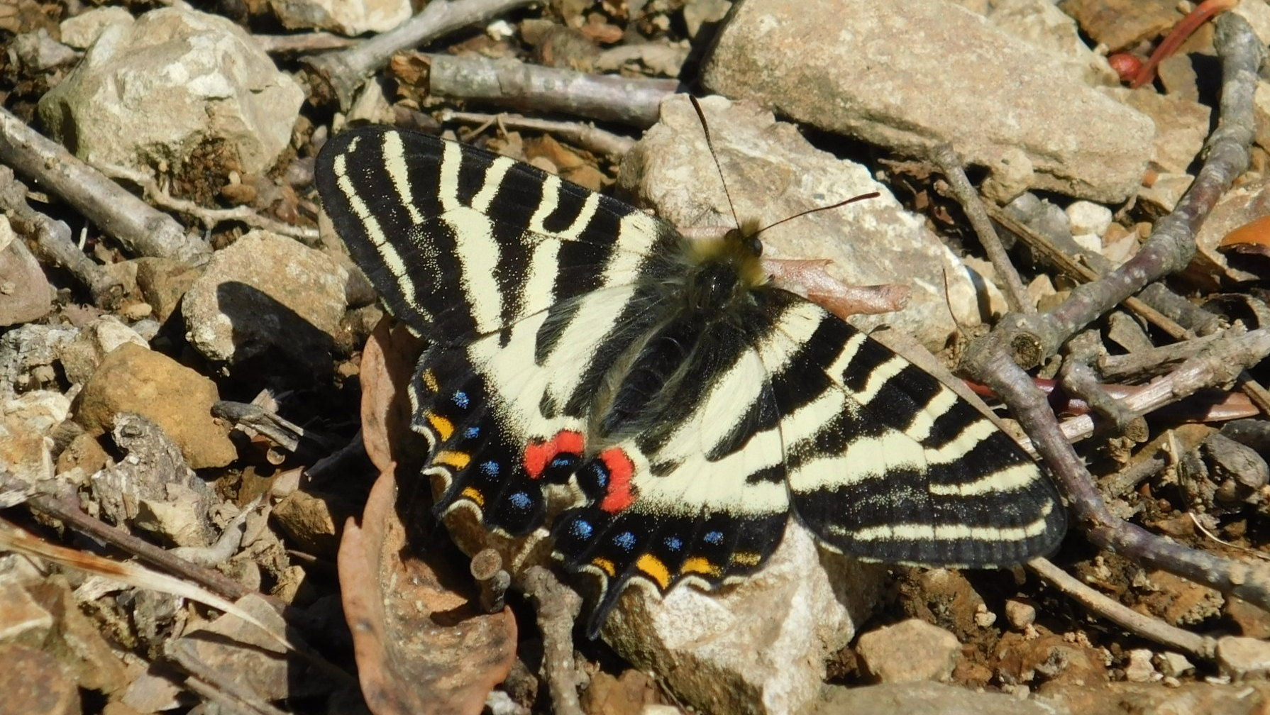 石砂山のギフチョウ